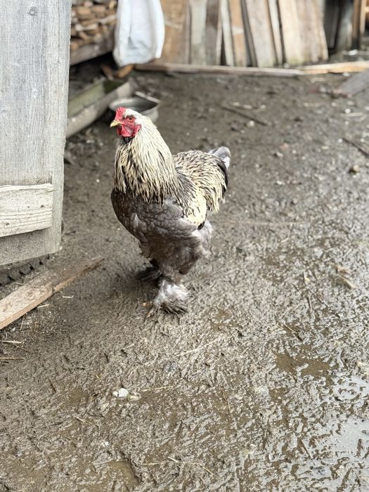 Cocoși Brahma de vânzare!