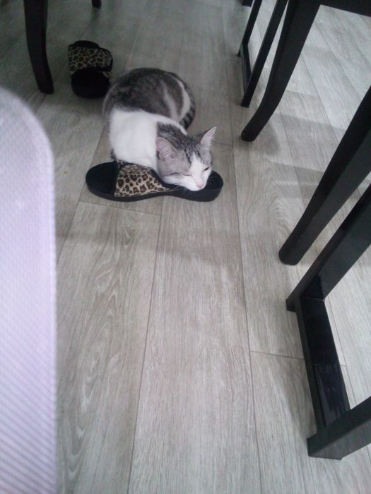 Кошка  около аосьми месяуев