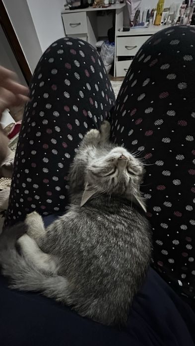 Котенок в добрые руки