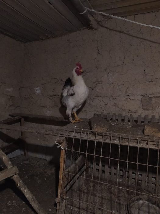 Қораздар сатылады. Петух продам.