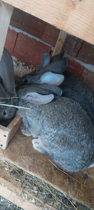 Зайци  за разплод