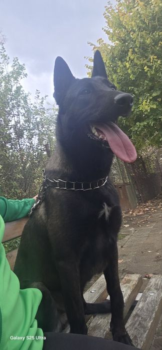 Белгийска овчарка - малиноа