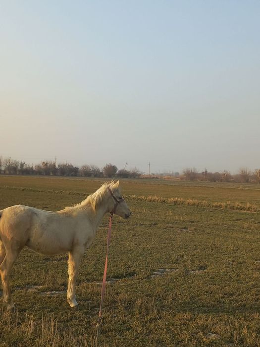 7 ойлик Той сотилади