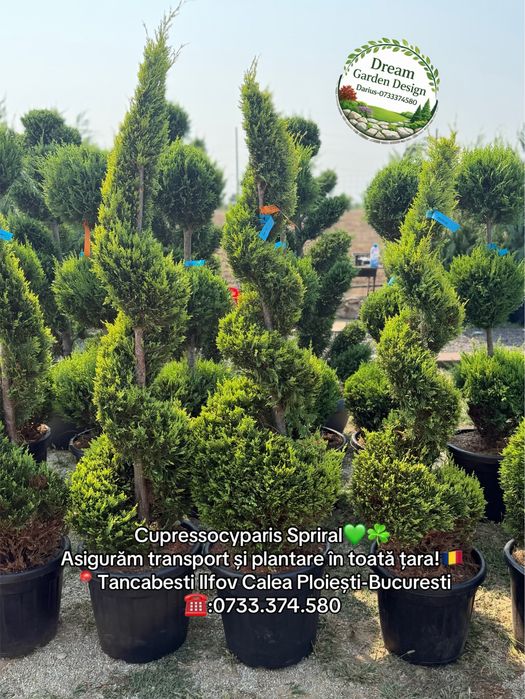 Vând plante ornamentale