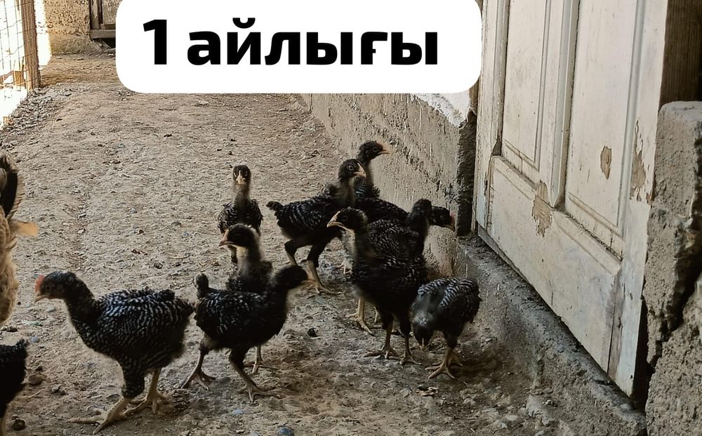 Племутрок балапан қораздар
