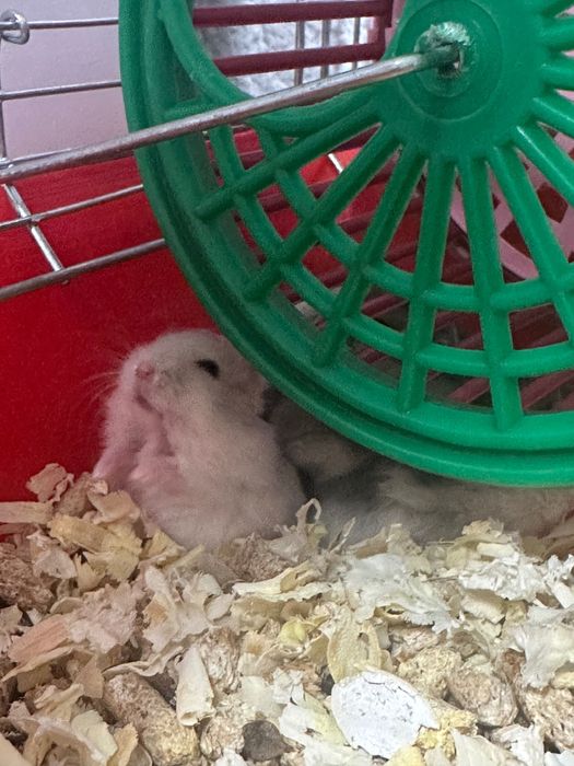 Хамстери джуджета СПЕШНО!