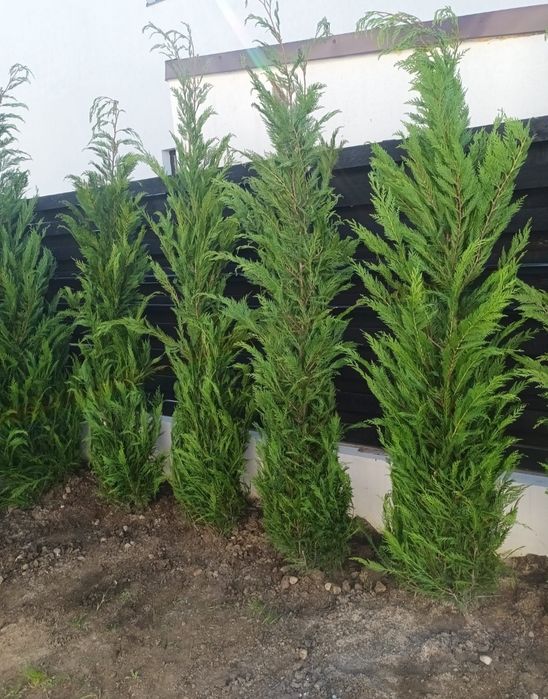 Leylandii 2.3m - 2.5m gard viu verde naturala/ la cel mai mic preț!