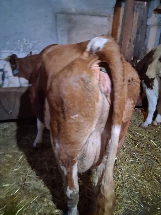 Vând vacă cu vițel