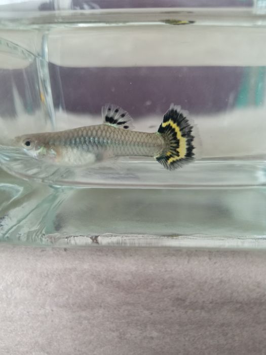 Vând  femele guppy