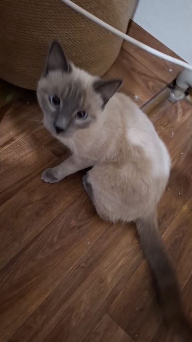 Отдам бесплатно в добрые руки