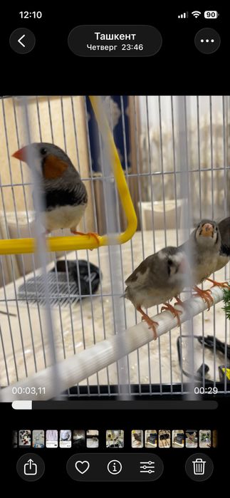 Qafas In Kletka Qush ga kota. Yengi Dublonka si bor