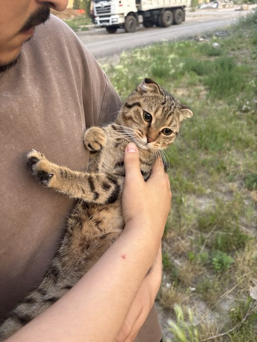 Ищет дом замечательный котик!