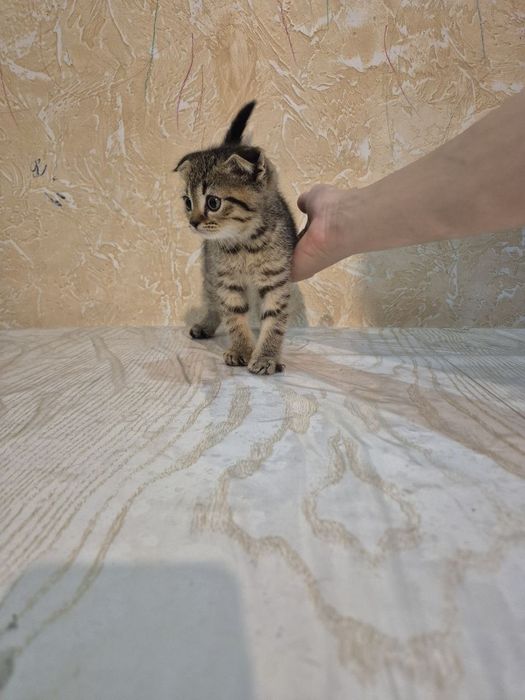 дитя скоттиш фолд