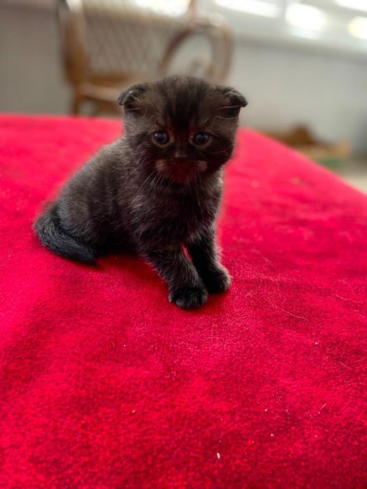 Продам шотланский котят.