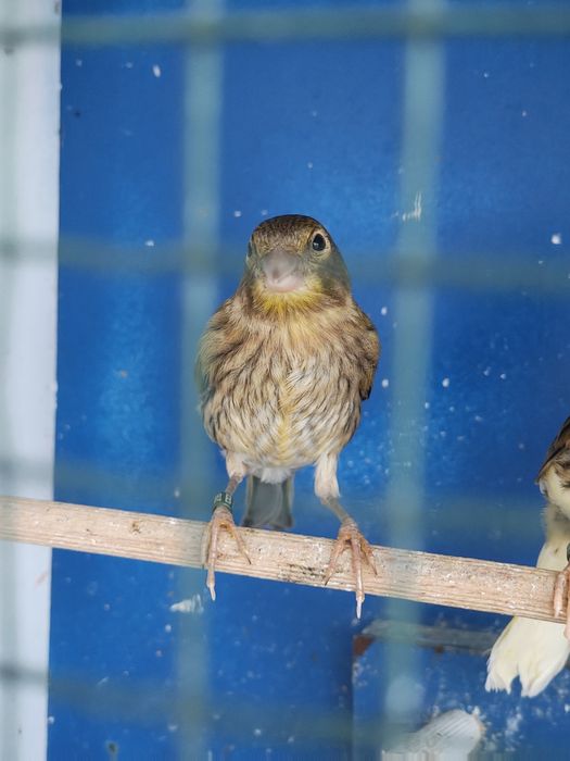 Canari de vânzare.