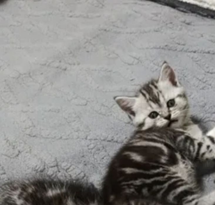 Роскошнейшие Котодетки