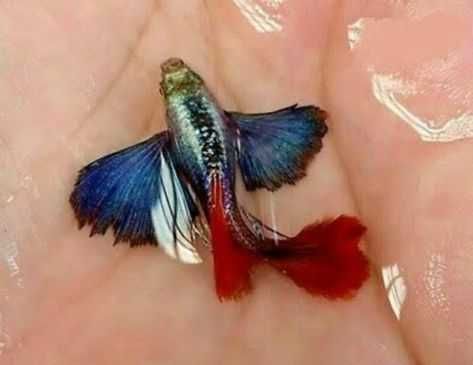 Гуппи Дамбо Red Tail.