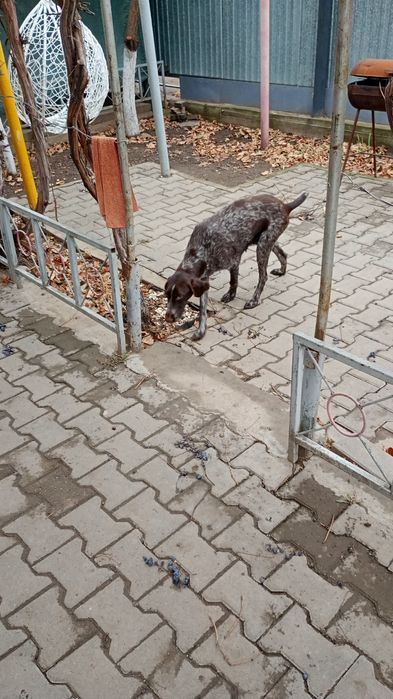 Продам щенка породы Дратхаар