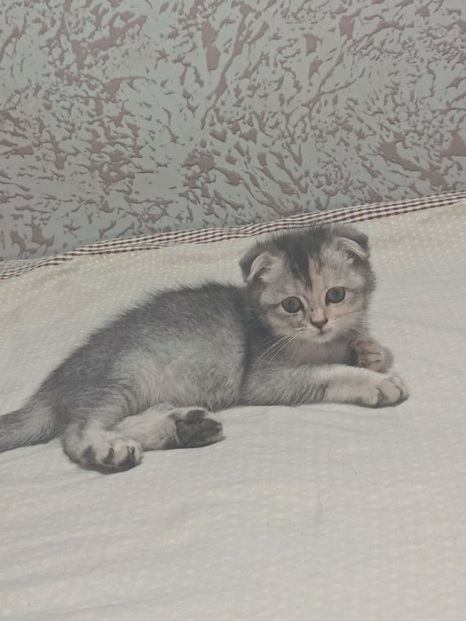 Mushuk 3 oylik shinshila parodasi