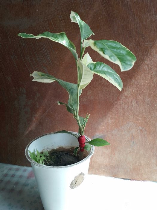 Лимон растение комнатное.