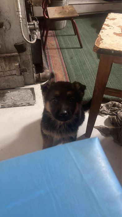 Щенок немецкой овчарки
