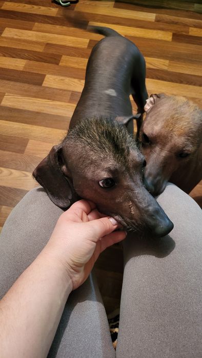 Отдам в добрые руки