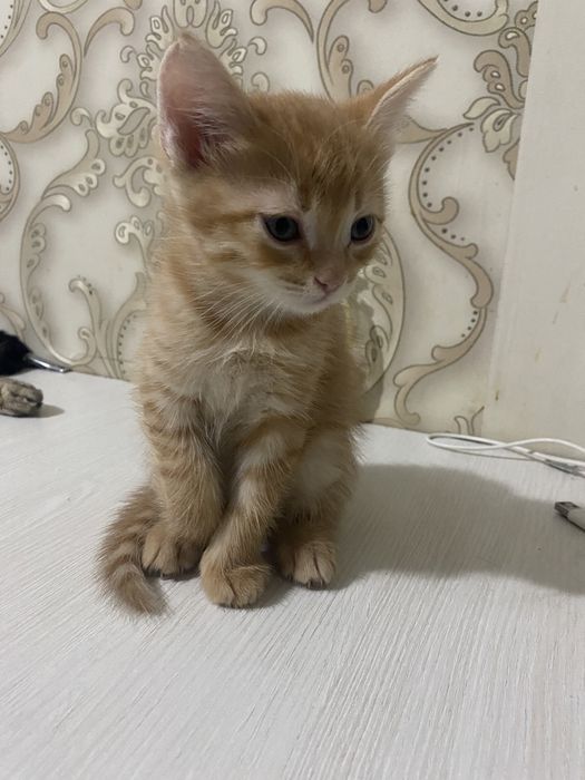 Отдам котенка бесплатно