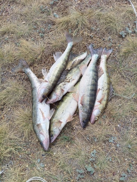 Судак рыба продам