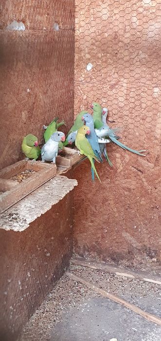 Vând micul alexandru