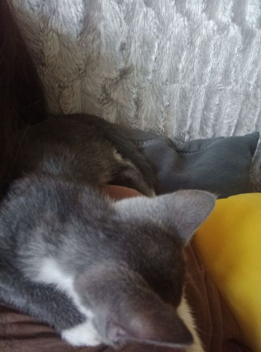Отдадим котёнка в добрые руки (девочка)