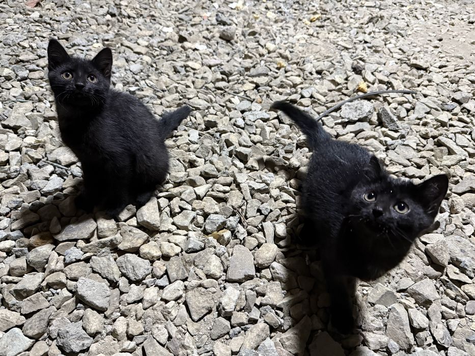 Котятам нужен дом