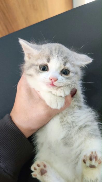 Котята. Отдадим в добрые руки