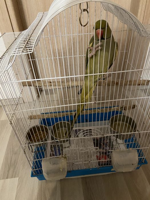 Vînd Papagal Micul Alexandru