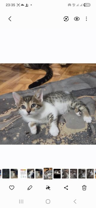 Ищем добрые руки для котенка