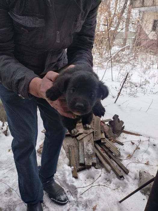 СРОЧНО ищят добрые руки