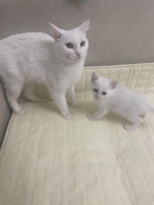 Белый котенок, мальчик, турецкий ван