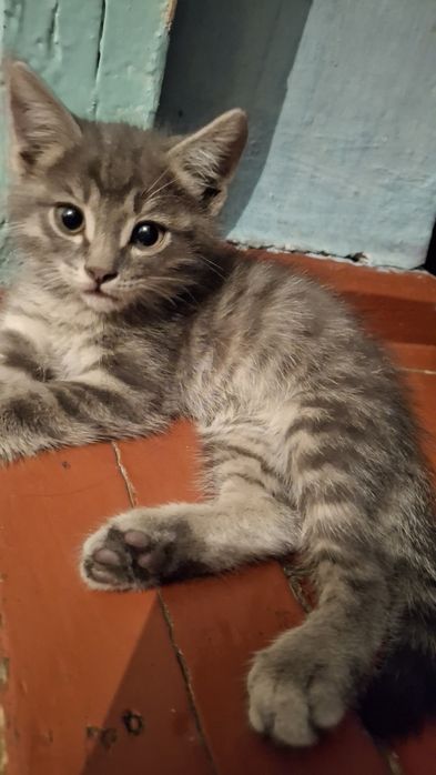 Отдадим котёнка в добрые руки!