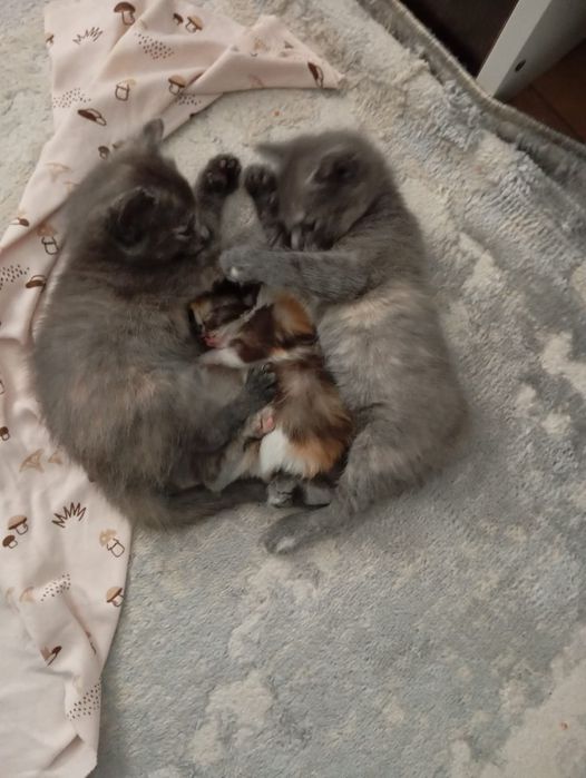 Подарю котёнка, который принесет счастье