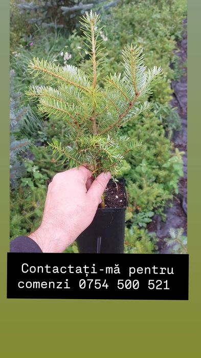 Puieți de Brad si Molid