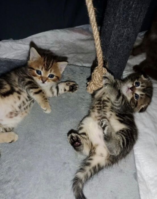Шотландские котята продам