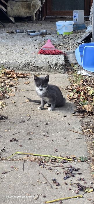 Малки котета подарявам