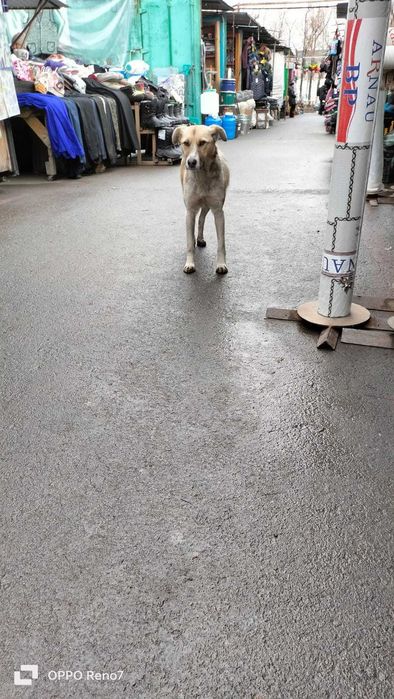 Собака в хорошие руки