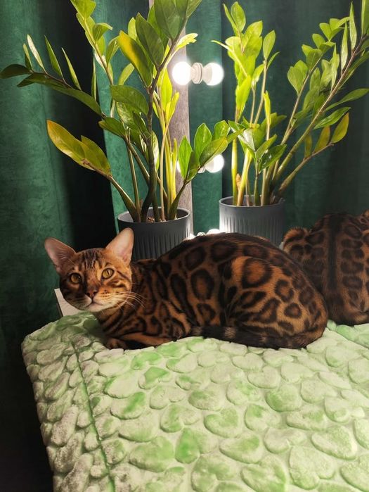 Бенгальский кот 100.000