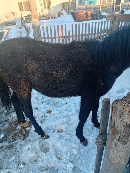 Продам лошадь девочка