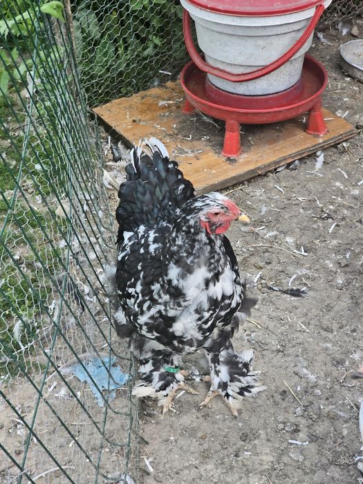 Tineret brahma bobat și porțelan