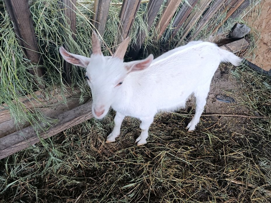Vând țăpișor sannen