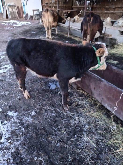 Продам бычок стоит в поселке Балтабай