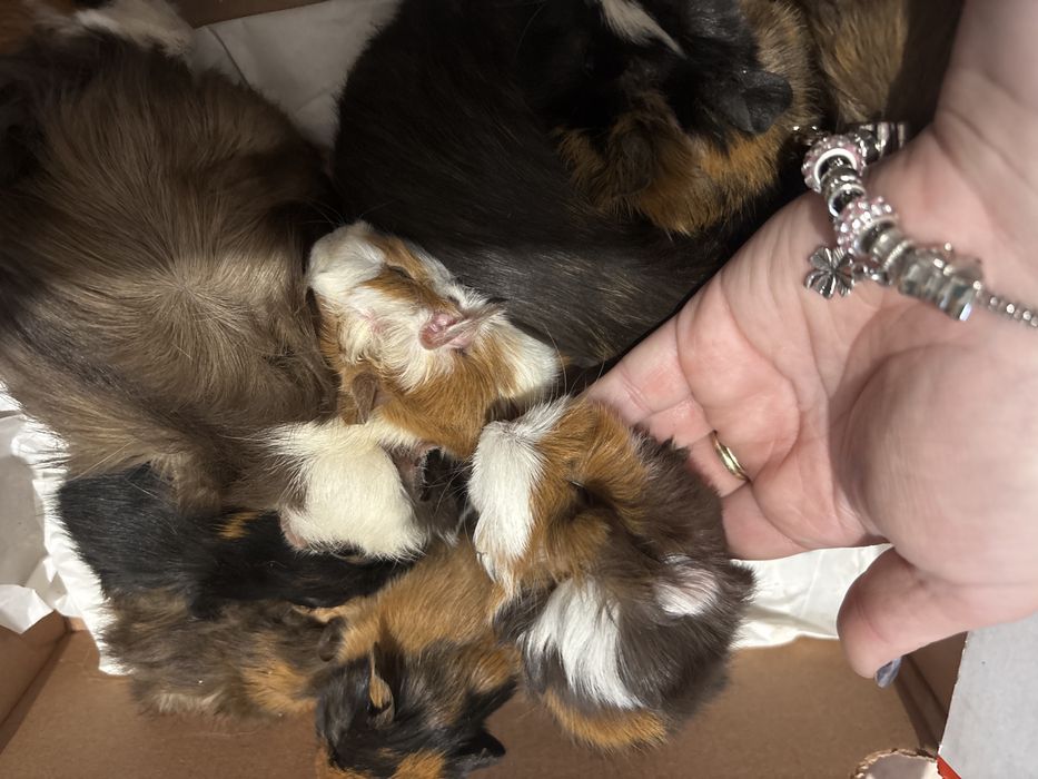 Porcusori de guineea