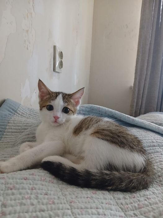 Отдам котенка мальчика