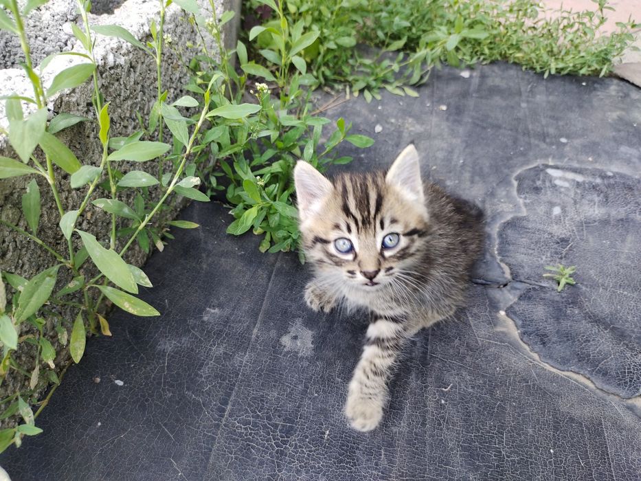 Отдам котёнка.  Мальчик